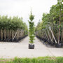Zuil haagbeuk laagstam (Carpinus betulus 'Fastigiata')
